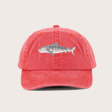 Kids Tiger Shark Lid